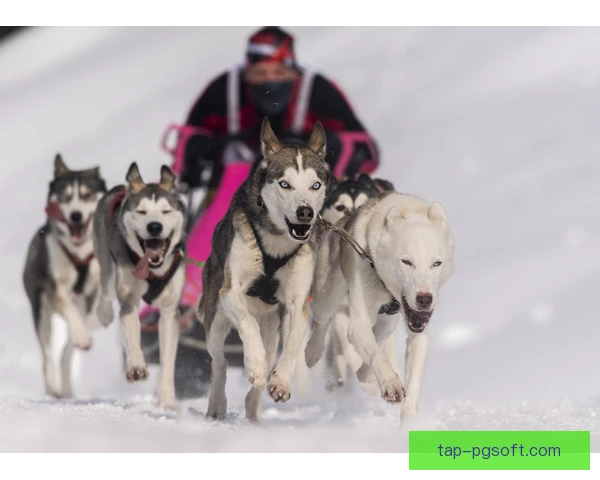 狗拉雪橇动作捕捉，团队用数据优化犬只步态